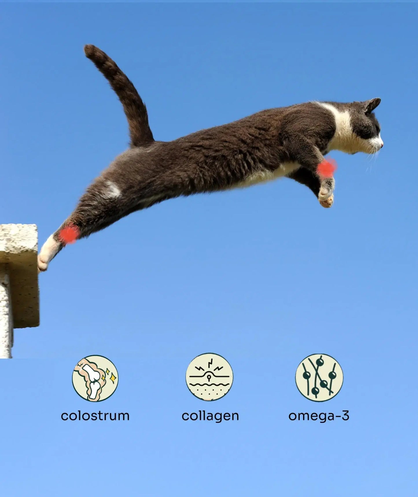 Joint Care Beef & Salmon Freeze-Dried Chunks