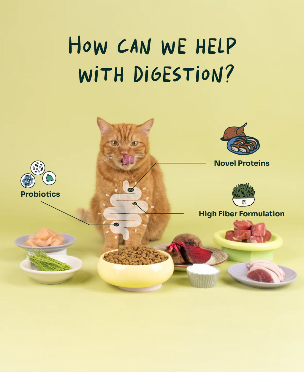Crunchy-Baked Digest Care Fresh Duck, Venison & Turkey
